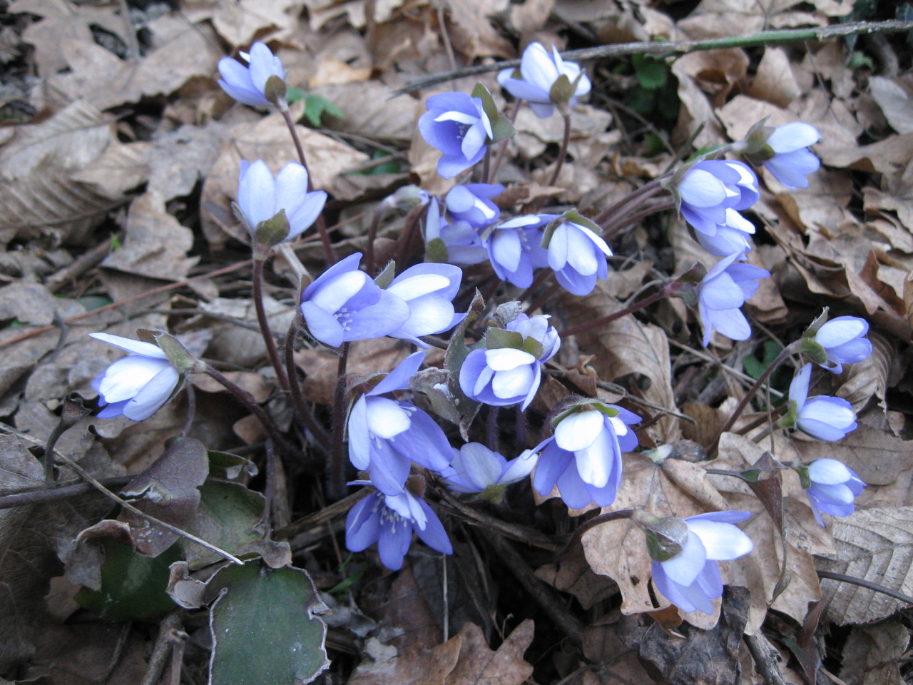 Anemone hepatica nobilis